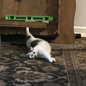 Meet your Posher, Stacey